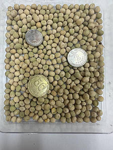 Озимий горох Балтрап. Оригінатор: Флорімон Деспре (Франція)