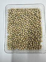 БАЛТРАП сорт Озимого гороху.. Оригінатор: Флорімон Деспре (Франція)