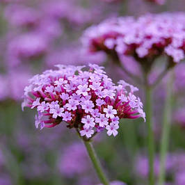 Вербена бонарська