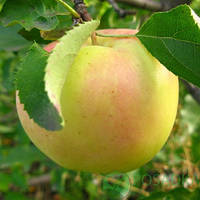 Саженцы яблони Орион