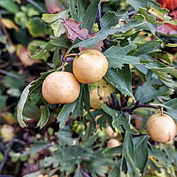 Насіння Глід азароль білий , Crataegus azarolus 5 шт/уп