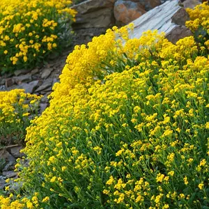 Бурачок гірський 'Gold Rush'. Контейнер 0,5л