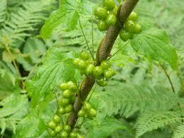 Настоянка Адамів корінь і калган 250 мл