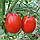 Насіння Томат Новачок 0,2 г Насіння України, фото 2