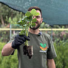 Саджанці полуниці в касеті Альбіон (Albion) - ремонтантна, крупноплідна, соковита (в касеті) + Подарунок, фото 2