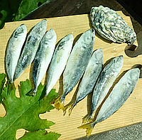 Ставридка чорноморська 12-14см, ставрида з/м