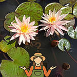 Чому німфеї перестають цвісти: основні причини