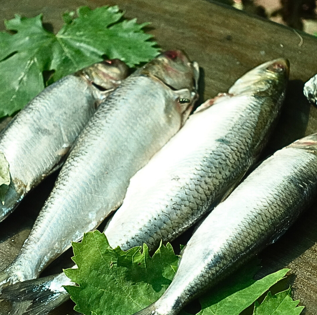 Дунайка свіжоморожена, +-4 шт на кг, дунайський оселедець з Вилкове, фото 1