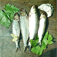 Дунайський оселедець малосольний, дунайка з Вилкове, ціла +-4 шт на 1кг (непатраний)