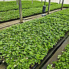 Саджанці полуниці в касеті Альбіон (Albion) - ремонтантна, крупноплідна, соковита (в касеті) + Подарунок, фото 3