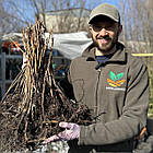 Саджанці ремонтантний малини Васена - транспортабельна, зимостійка, солодка, фото 4