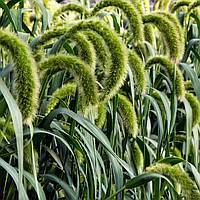 Насіння Сетарія Лисохвіст, Setaria italica 20 шт/уп