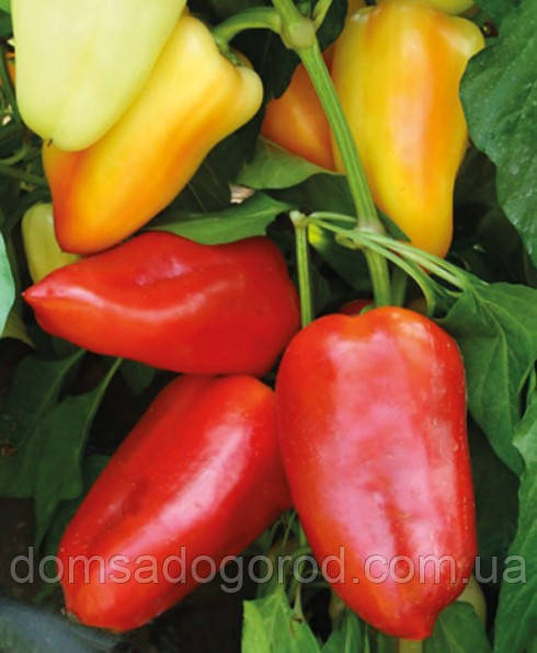 Перець Цинтія F1  Moravo Seed 500 нас