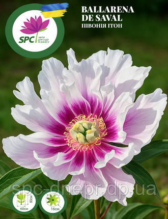 Півонія ІТО Ballarena de Saval