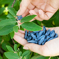 Догляд за жимолостю: Повний посібник для садоводів