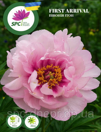Півонія ІТО First Arrival, фото 1