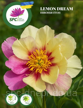 Півонія ІТО Lemon Dream