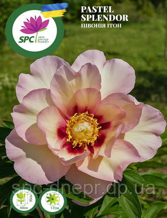 Півонія ІТО Pastel Splendor, фото 1