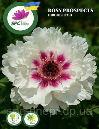 Півонія ІТО Rosy Prospects
