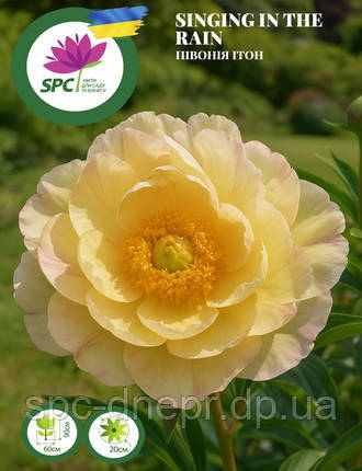 Півонія ІТО Singing in The Rain
