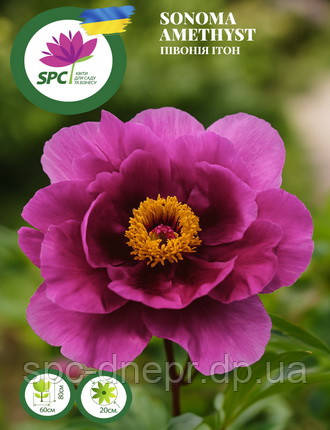 Півонія ІТО Sonoma Amethyst, фото 1