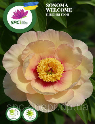 Півонія ІТО Sonoma Welcome