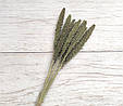Сухоцвіт чумиза (італійське просо). 10 шт, фото 3