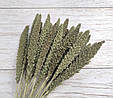 Сухоцвіт чумиза (італійське просо). 10 шт, фото 2