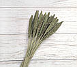 Сухоцвіт чумиза (італійське просо). 10 шт, фото 4