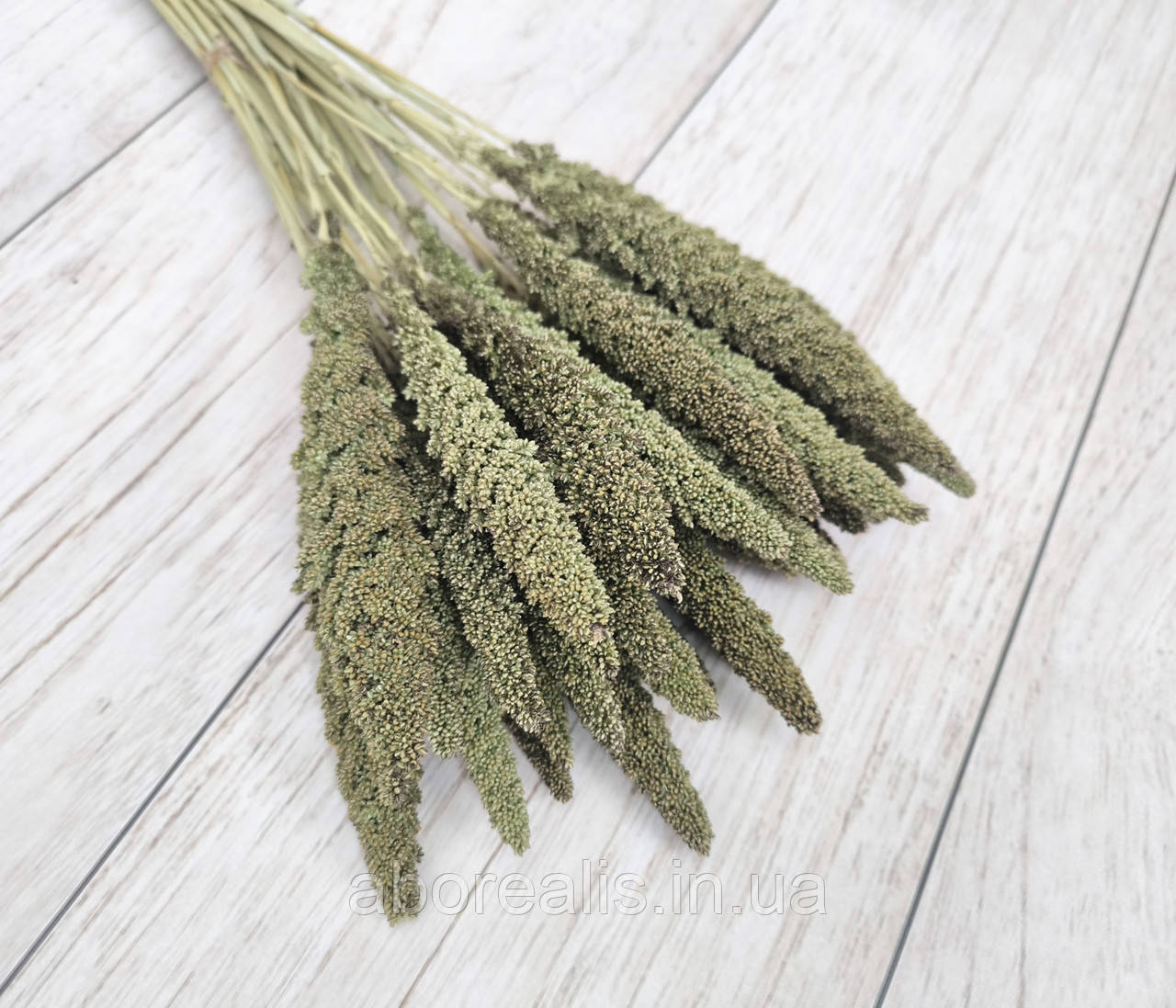 Сухоцвіт чумиза (італійське просо). 10 шт, фото 1