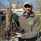 Саджанці літньої малини Молінг Джуно - дуже-рання, крупноплідна, безколючкова, фото 4