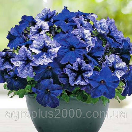 Насіння Петунія крупноквіткова Браво F1 Полярне Сяйво, 20 насінин Syngenta, фото 1