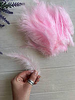 Новинки : пір'я та тасьма з лебединого пір'я 