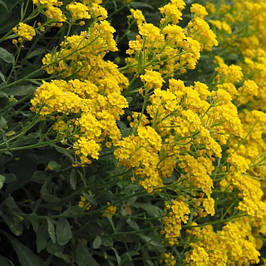 Бурачок гірський