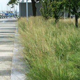 Споробол повітряний