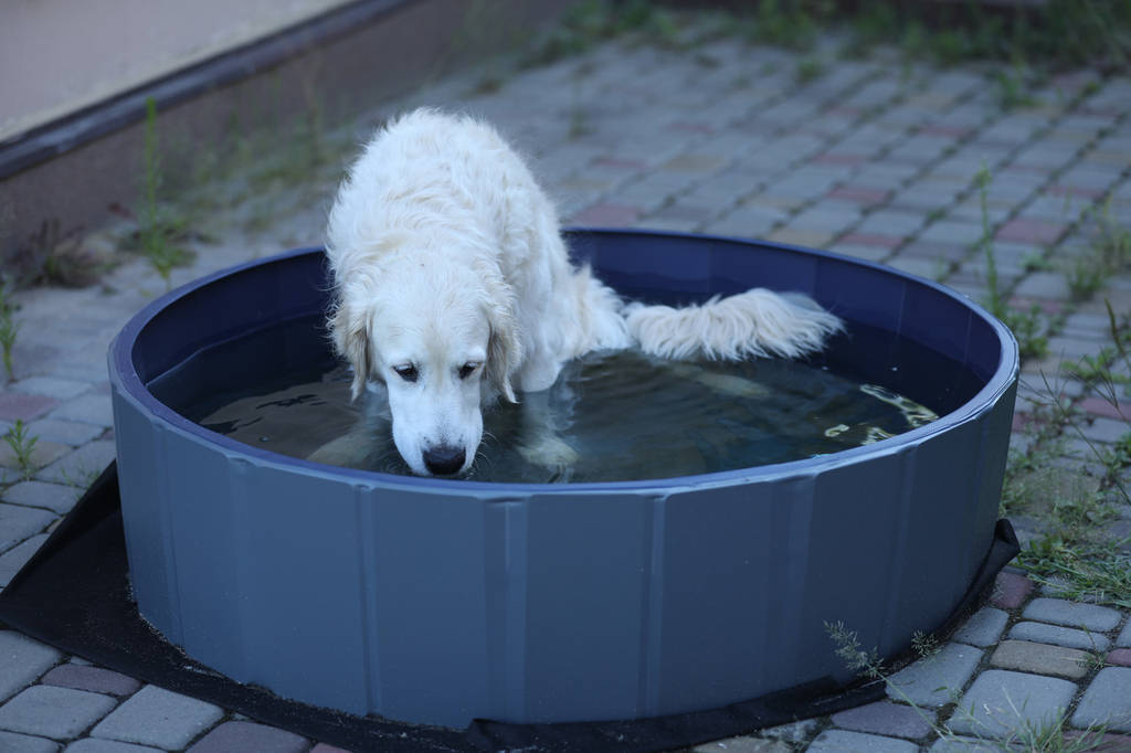 Басейн для собак і домашніх тварин великого розміру Purlov 100x30 розкладний для активного відпочинку на літо - фото покупців 1