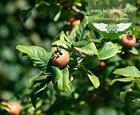 Мушмула звичайна,C5 - горщик 5л