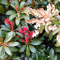 Саджанці Пієріса Маунтін Фаєр (Pieris Mountain Fire) P9