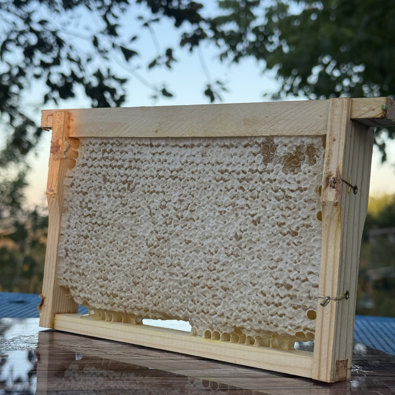 Рамка Стільники (соти) меду Липи 210*145 мм, фото 1