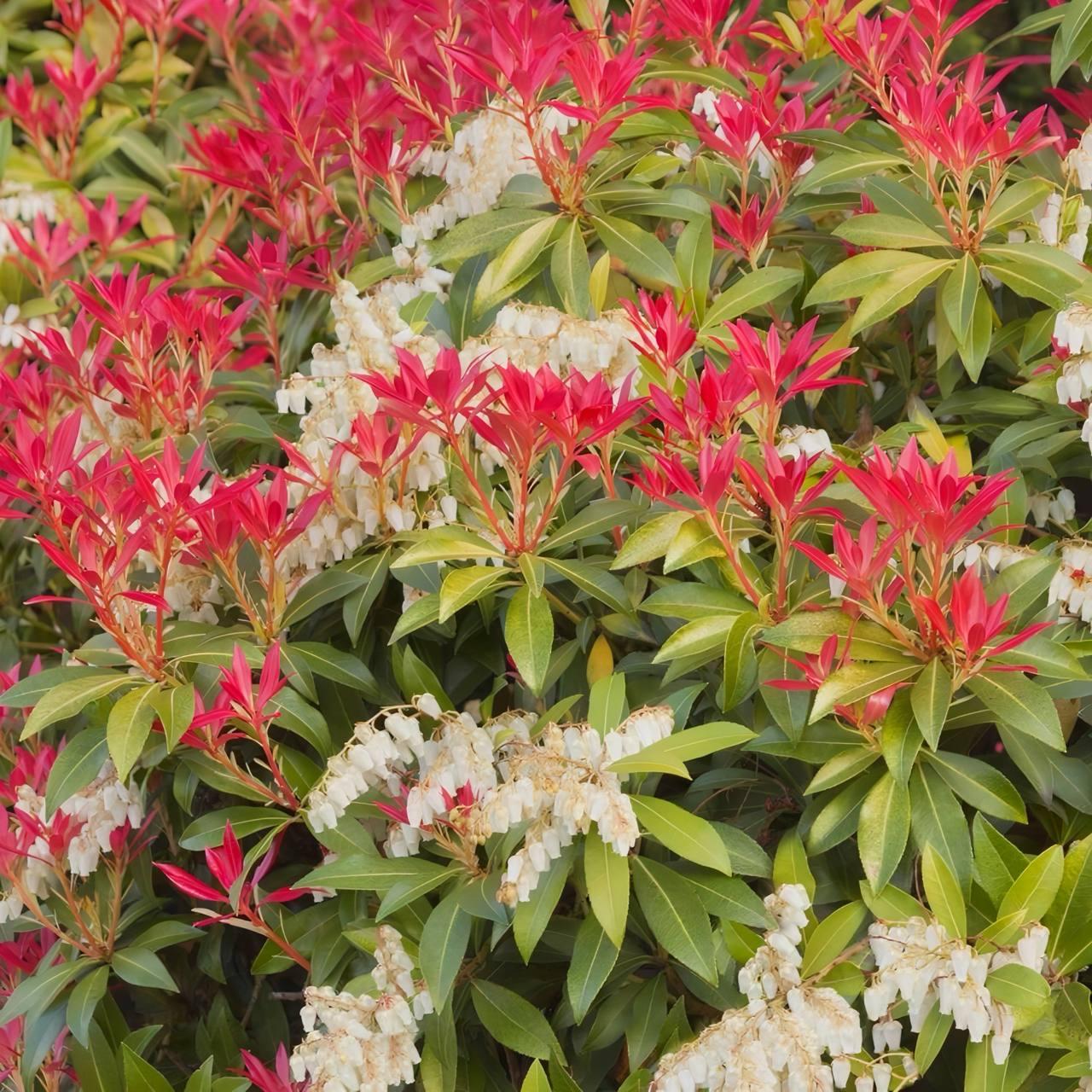 Саджанці Пієріса Маунтін Фаєр (Pieris Mountain Fire) P9, фото 1