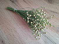 Сухоцвіти льону 15 штук в пучку