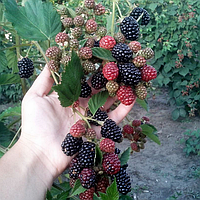 Догляд за ожиною: Повний посібник для садоводів