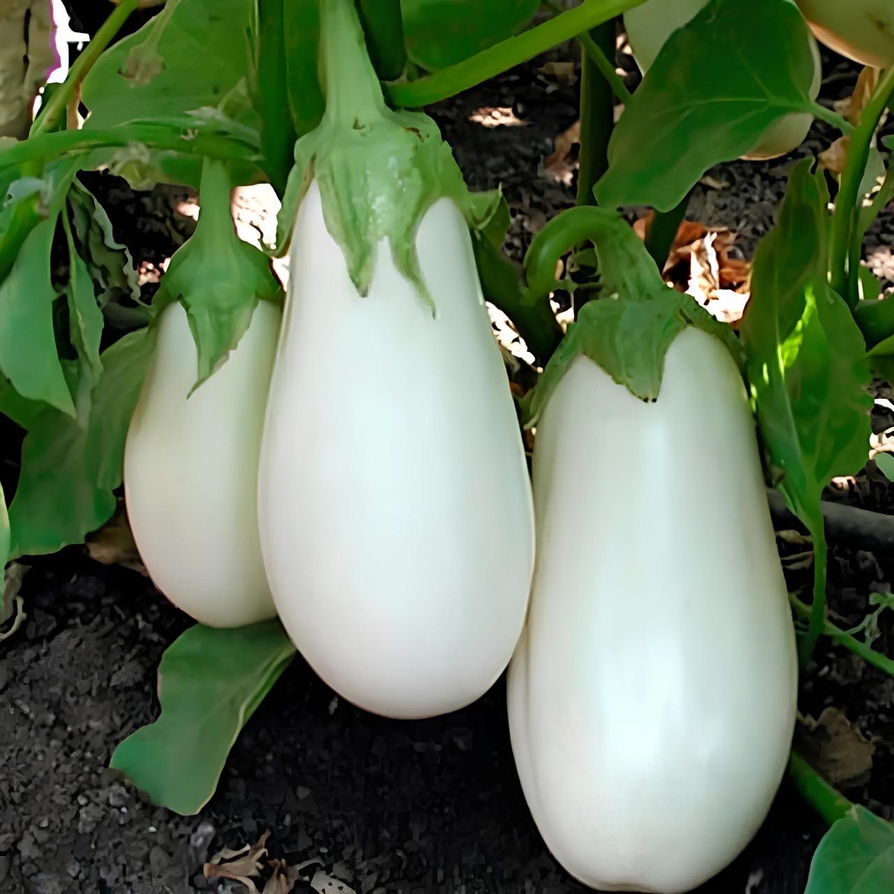 Албана (CRX 50187 F1) 10 шт насіння баклажан Cora Seeds, Італія, фото 1