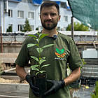 Хурма Сосновська - самоплідна, зимостійка, середня С1, фото 3