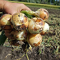 Альбатрос F1 (250 000 нас.) насіння озимої цибулі ріпчастої Libra Seeds