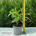 Саджанці розолистної полуниці-малини Юстина - великоплідна, ароматна, урожайна, фото 2