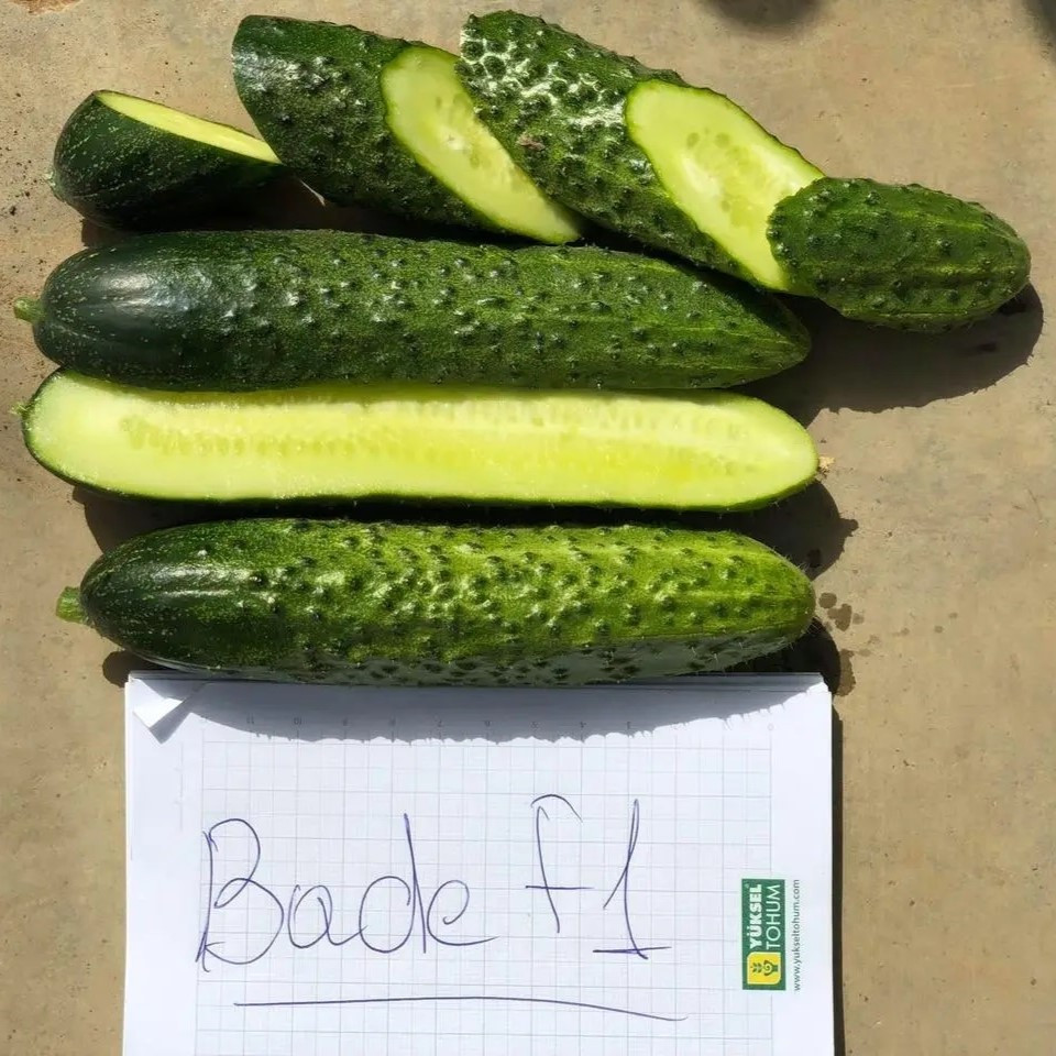 Баде F1 (500 нас.) насіння огірка Yuksel seeds, фото 1