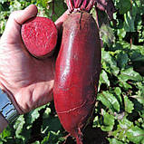 Буряк Каркулка 100г SEMO, фото 2