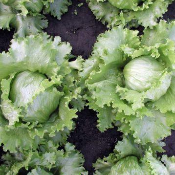 Салат Мініко 1г SEMO, фото 1