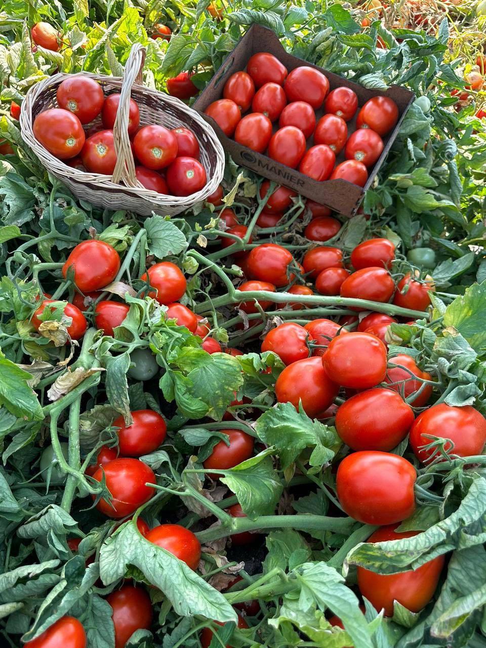 Насіння томату Супрім F1 (Supreme F1) Manier Seeds 1000